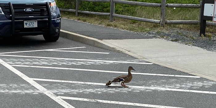 mother duck waits